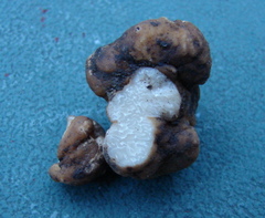 Tuber mexiusanum
