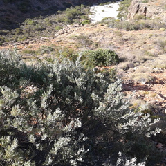 Grevillea variifolia