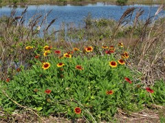 Gaillardia aristata