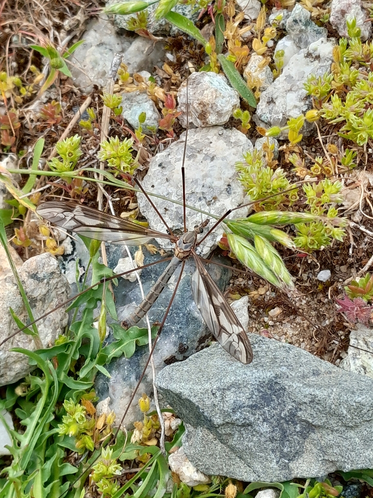 Tipula corsica