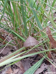 Epidesmia hypenaria