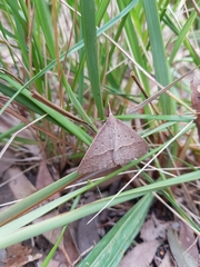 Epidesmia hypenaria