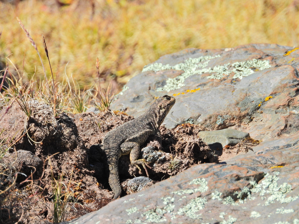 Liolaemus chlorostictus
