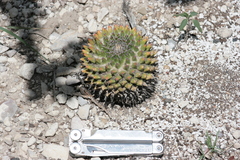 Mammillaria carnea