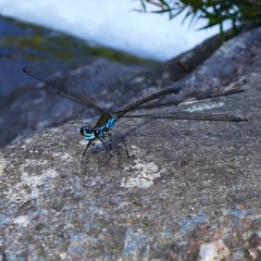 Caledopteryx sarasini