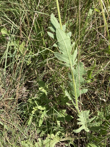 Engelmannia peristenia