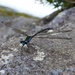 Caledopteryx sarasini - Photo (c) Jakob Fahr, some rights reserved (CC BY-NC), uploaded by Jakob Fahr