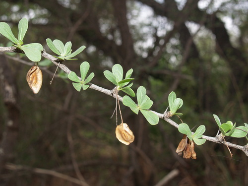 Small Clusterleaf