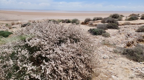 Limonium pruinosum