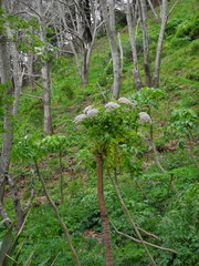 Daucus decipiens image