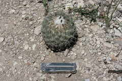 Coryphantha pallida