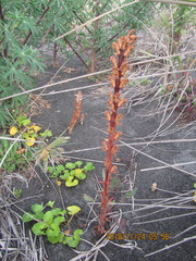 Orobanche minor