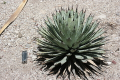 Agave macroacantha
