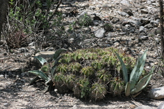 Ferocactus robustus