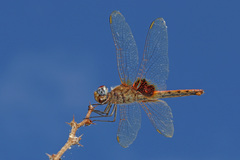Urothemis assignata