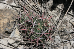 Ferocactus recurvus recurvus