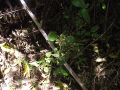 Coprosma spathulata