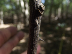 Zanthoxylum ferrisiae