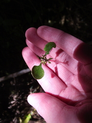 Coprosma spathulata