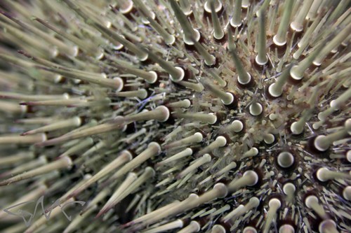 Western Pacific purple sea urchin, photo 7 of 10