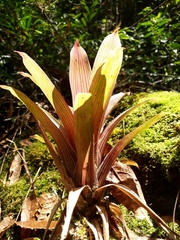 Guzmania