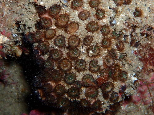 Photo of Mediterranean stony coral (Cladocora caespitosa)