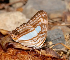 Adelpha iphiclus