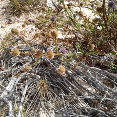 Pterocaulon sphacelatum