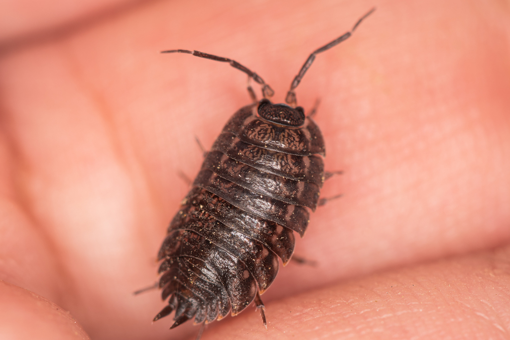 Trachelipus armenicus