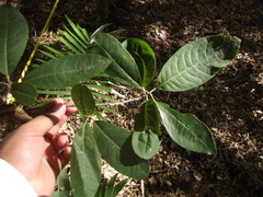 Zanthoxylum ferrisiae