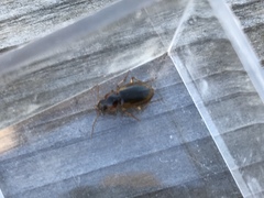 Tanystoma maculicolle