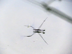 Aquarius elongatus