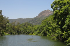 Syzygium tierneyanum