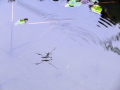 Aquarius elongatus