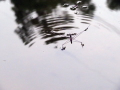 Aquarius elongatus