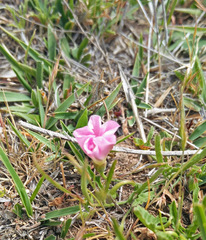 Convolvulus erubescens