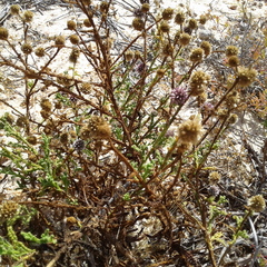 Pterocaulon sphacelatum