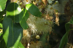 Syzygium tierneyanum
