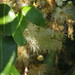 Syzygium tierneyanum - Photo (c) coenobita, algunos derechos reservados (CC BY)