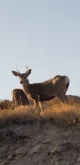 Odocoileus hemionus inyoensis