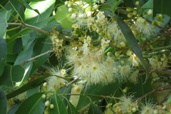Syzygium tierneyanum