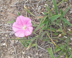 Convolvulus erubescens