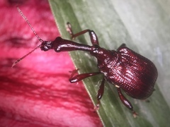 Apoderinae