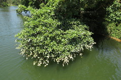 Ficus adenosperma