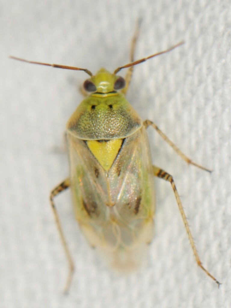 lucerne plant bug