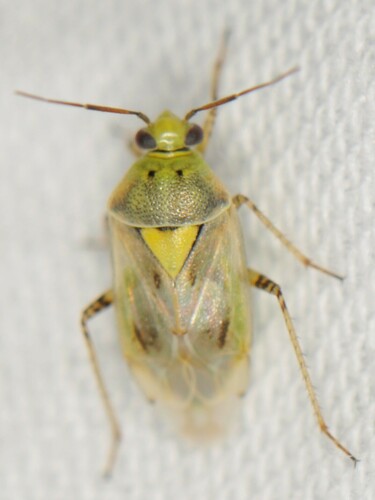 lucerne plant bug