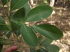 Pilocarpus racemosus