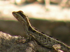 Basiliscus vittatus