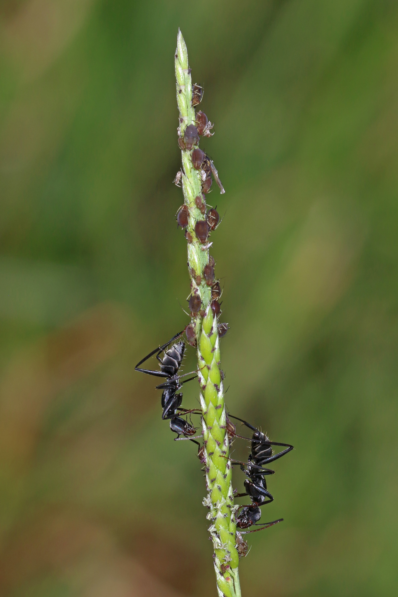 Camponotus fornasinii