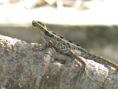 Basiliscus vittatus